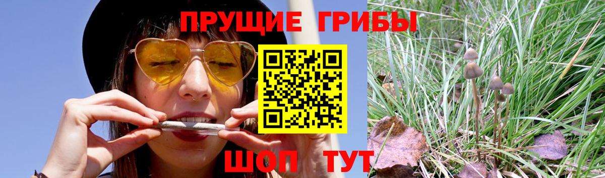 Псилоцибиновые грибы GOLDEN TEACHER Острогожск