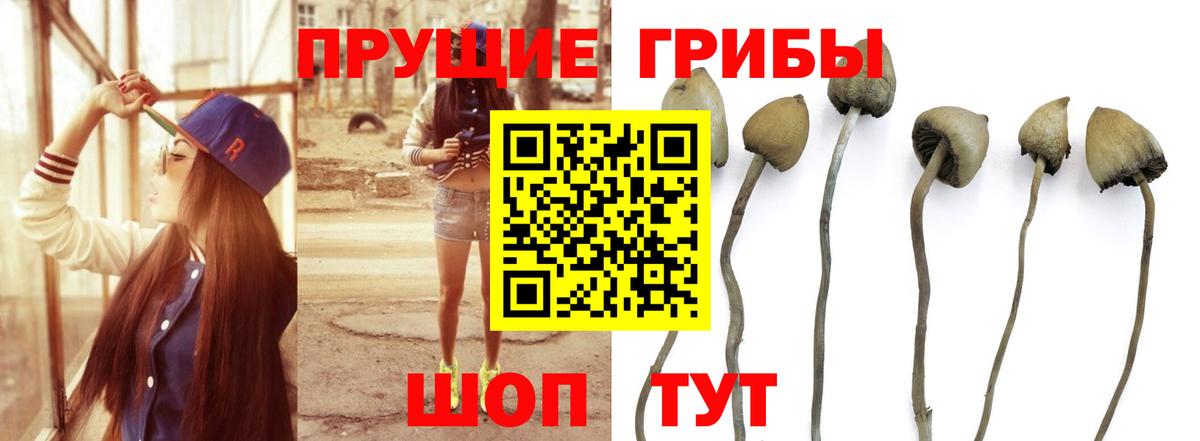 Острогожск  Псилоцибиновые грибы мицелий  Вход с VPN 
